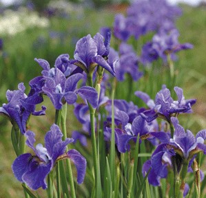 Blue irises