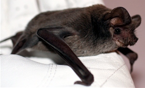 A bat