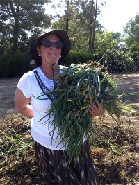 Onion Harvest