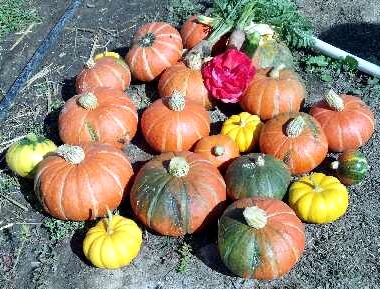 Pumpkin harvest