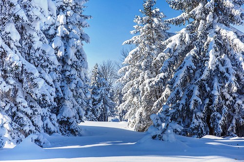 Snowy Trees