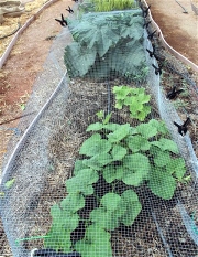 Squash Sprouts