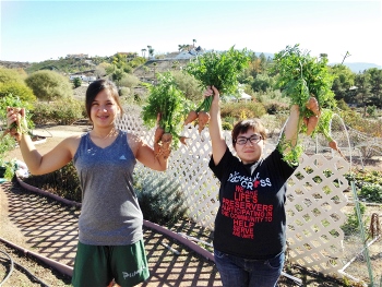 Carrot harvest