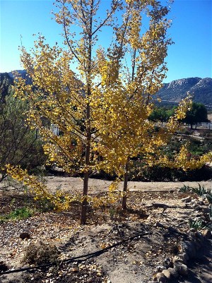 Gingko tree