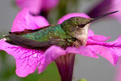 Hummingbird