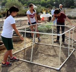 Potato cage