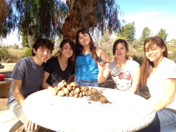 Potato harvest