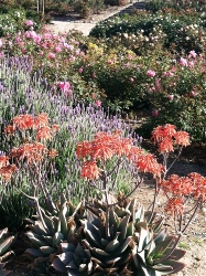 Spring garden blooms