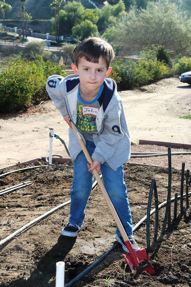 Planting Onions