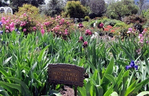 Iris garden