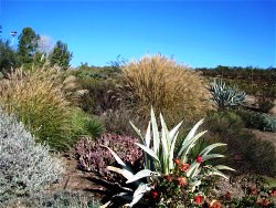 Southwest Garden