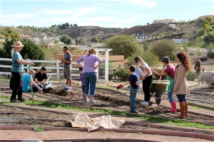 Planting Spring onions