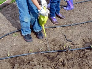 Watering planted onions