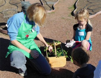 Pea planting