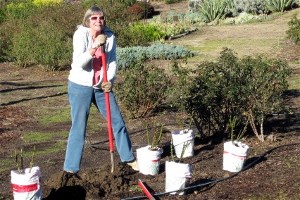 Phyllis planting