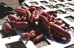 Sweet potato harvest