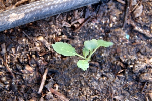 Garlic from seed