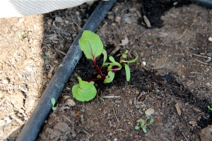 Garlic from seed