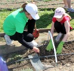 Planting potatoes