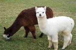 Alpacas