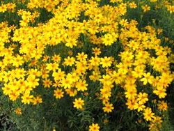 Tagetes