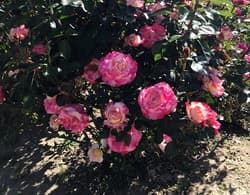 'Dick Clark' rose bush