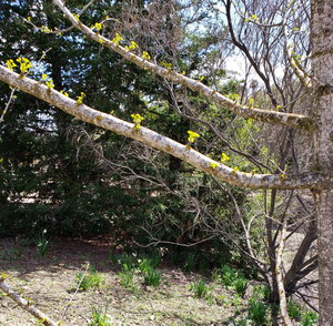 Ginko tree branch
