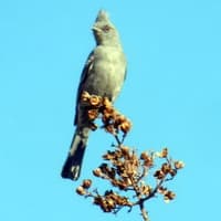 Female Phainapela