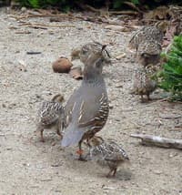 California Quail