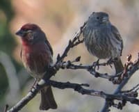 House Finch