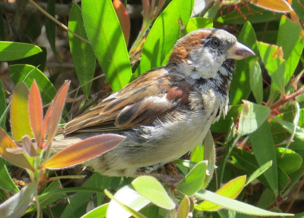 Sparrow