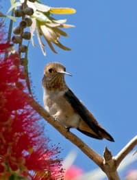 Allen's Hummingbird photo