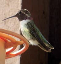 Anna's Male Hummingbird photo