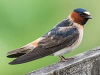 Cliff swallow