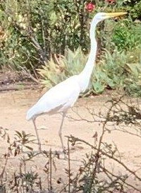 Egret