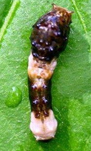 Swallowtail larva