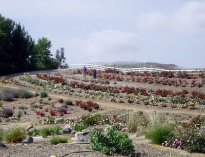 2007 hillside
