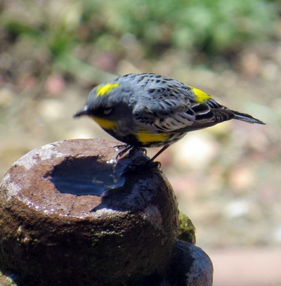 Safe Materials to Offer Nesting Birds — Sacramento Audubon Society