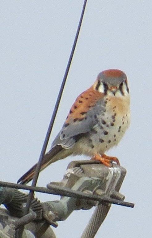 American Robin — Santa Clara Valley Audubon Society