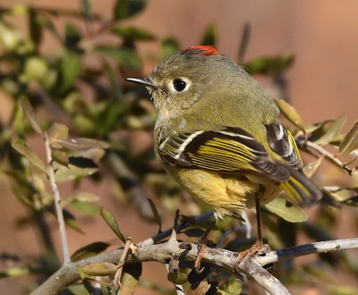 Bird photo