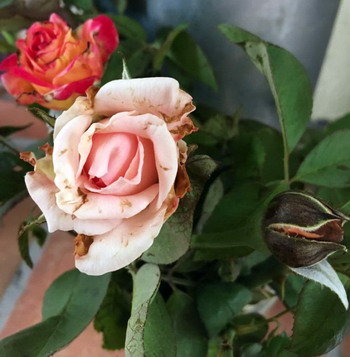 Deformed rose bloom