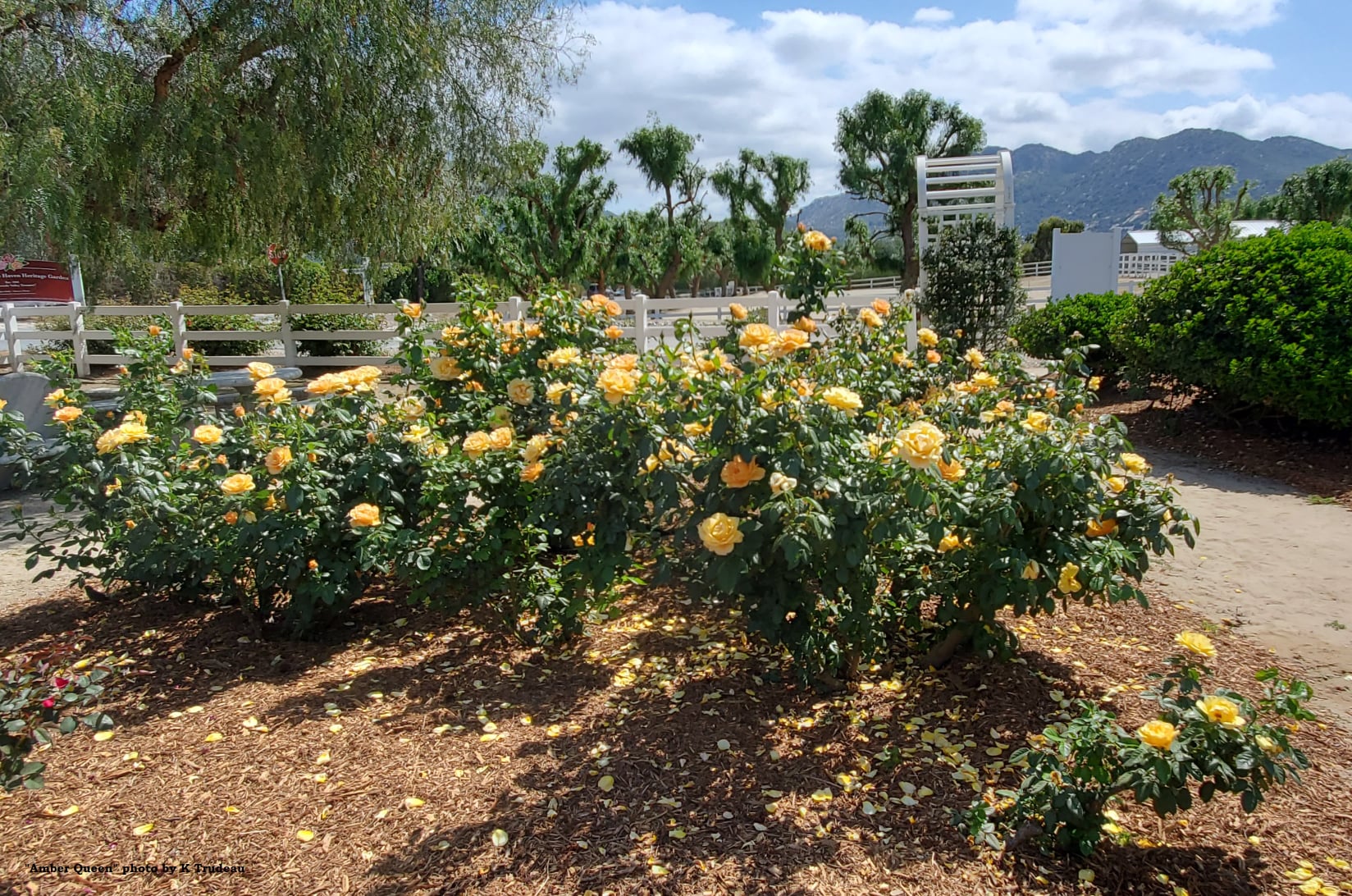 yellow roses